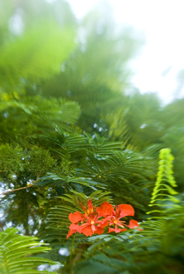 Hiding flower